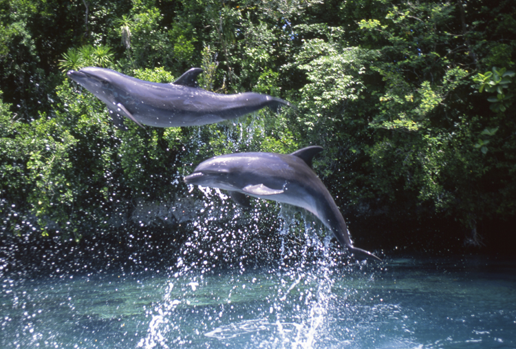 DIVING;UNDERWATER;Angelee;palau;micronrsia;F956_FACTOR_19C 2;dolhins;two jumping